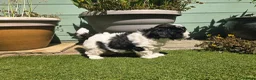 Lhasapoo dogs for sale: Stunning Lhasapoo Puppies. READY NOW! - Advert 21
