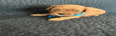 Cavapoo 2
