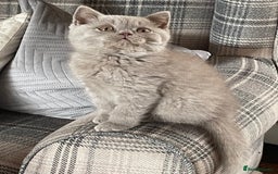 British Shorthair cats for sale: GCCF Reg. Blue and Lilac self boys.  - Image 10