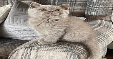 British Shorthair cats - Advert 9