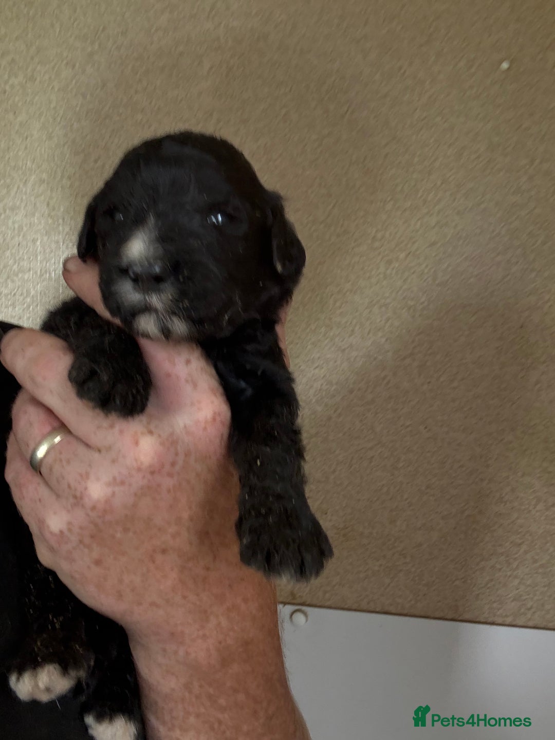 Bernedoodle dogs for sale: f1 St Berdoodle Pups - Image 3