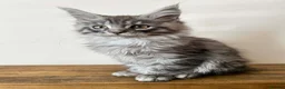Maine Coon cats for sale: Awesome mix of Magnificent Main Coon Kittens  - Advert 12