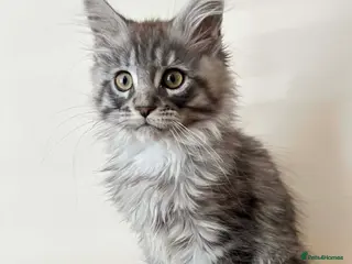 Maine Coon cats TICA REGISTERED Maine Coon boys! - Advert 4