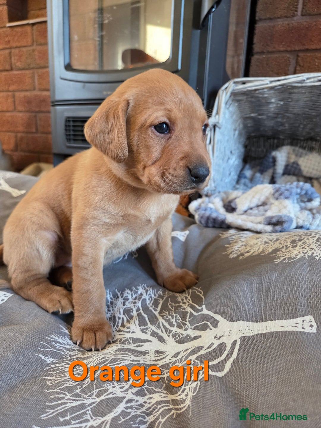 Labrador Retriever dogs for sale: Stunning Red fox labrador puppies  - Advert 18