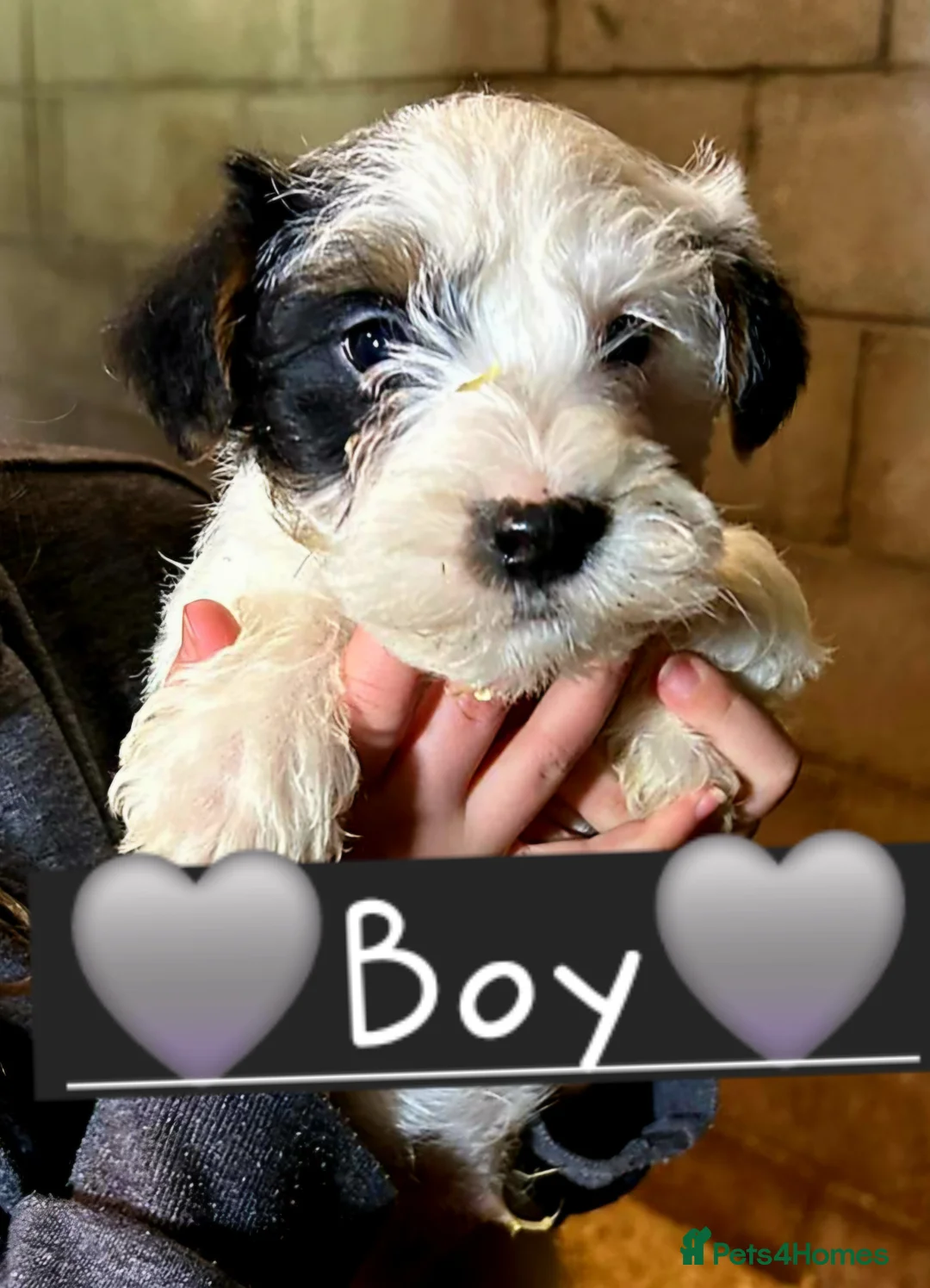 Mixed Breed dogs for sale: Lovely Jack russel x sealyham terrier pups. - Advert 7