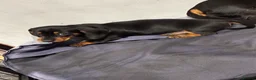 Dachshund dogs for sale: Beautiful dachshund puppies  in Bodmin - Advert 8