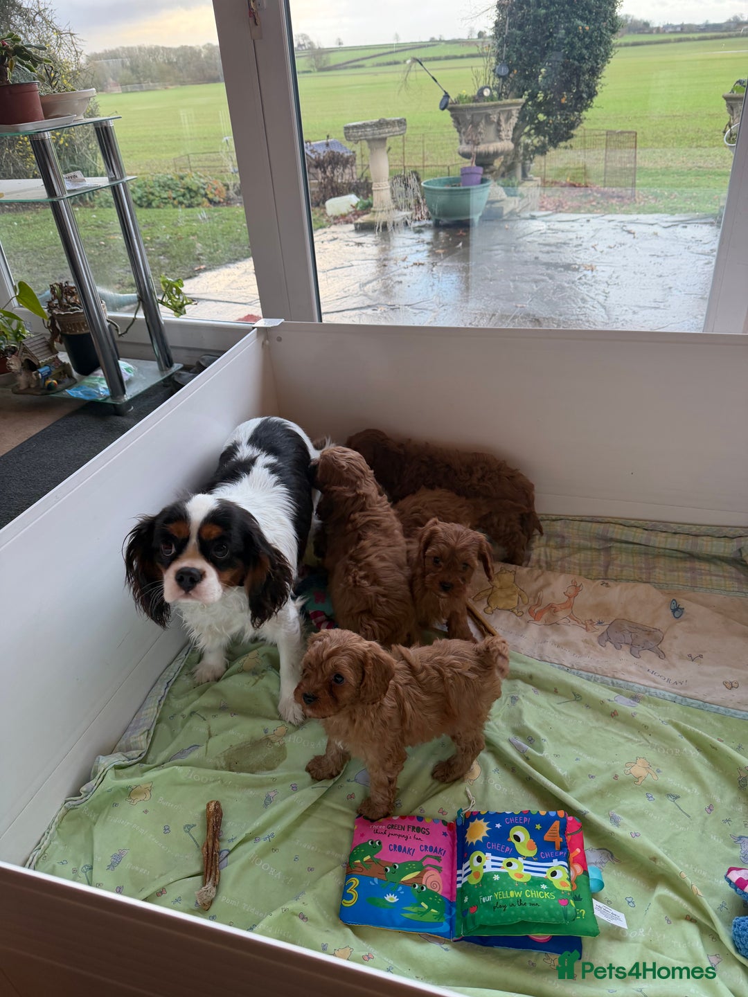 Cavapoo dogs for sale: Stunning fox red Cavapoo puppies - Advert 1