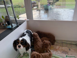 Cavapoo dogs Stunning fox red Cavapoo puppies - Advert 2