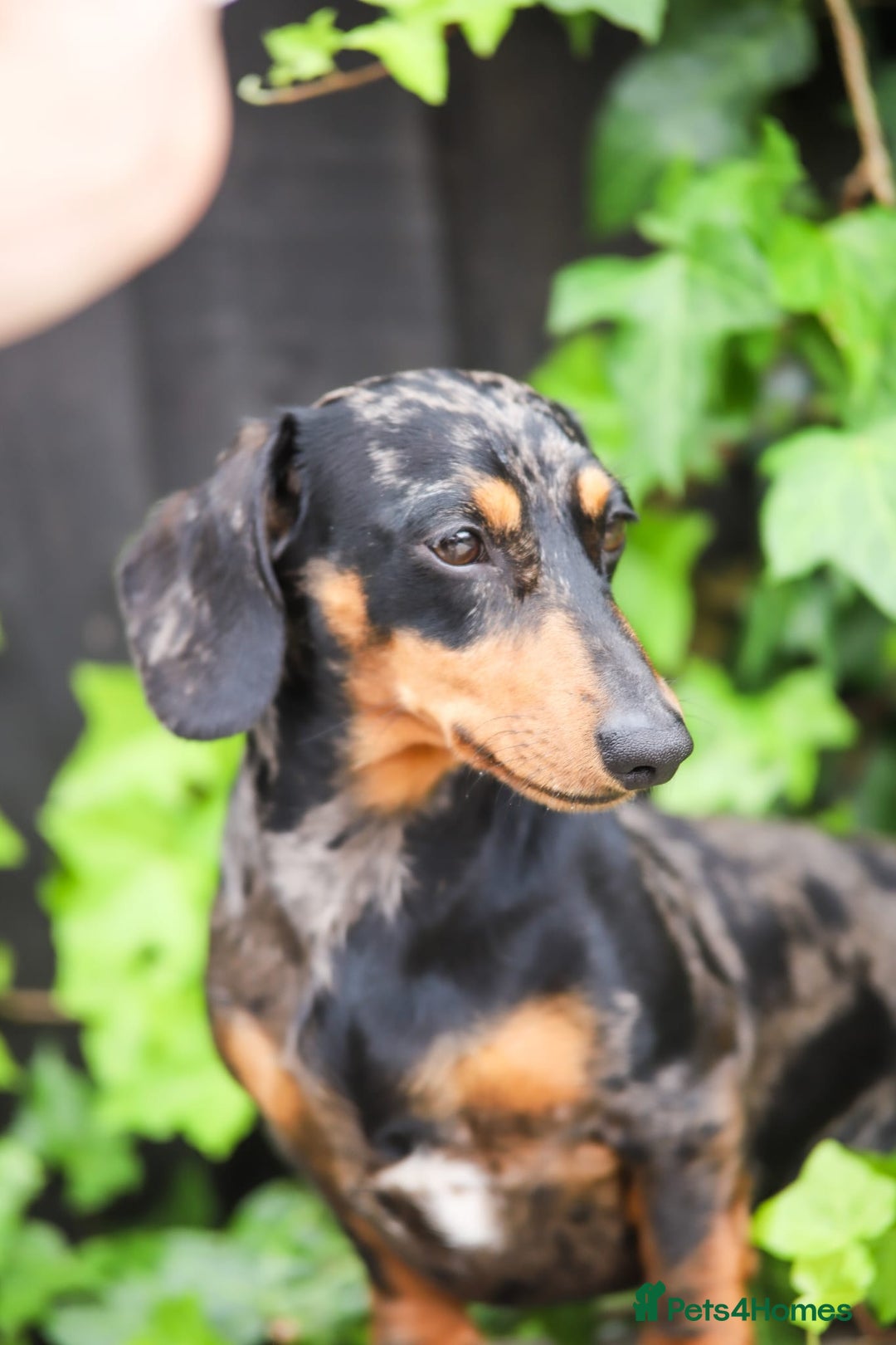 Dachshund dogs for sale: Dachshund puppies (Inbetweenies) - Advert 4