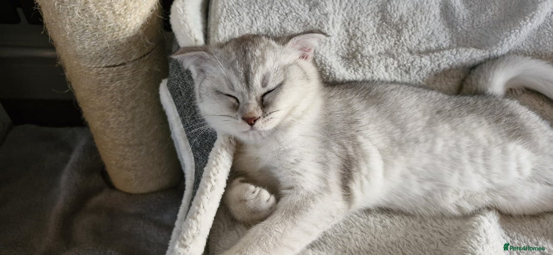 Scottish Fold cats for sale: Scottish fold/straight kittens (girls) - Image 4