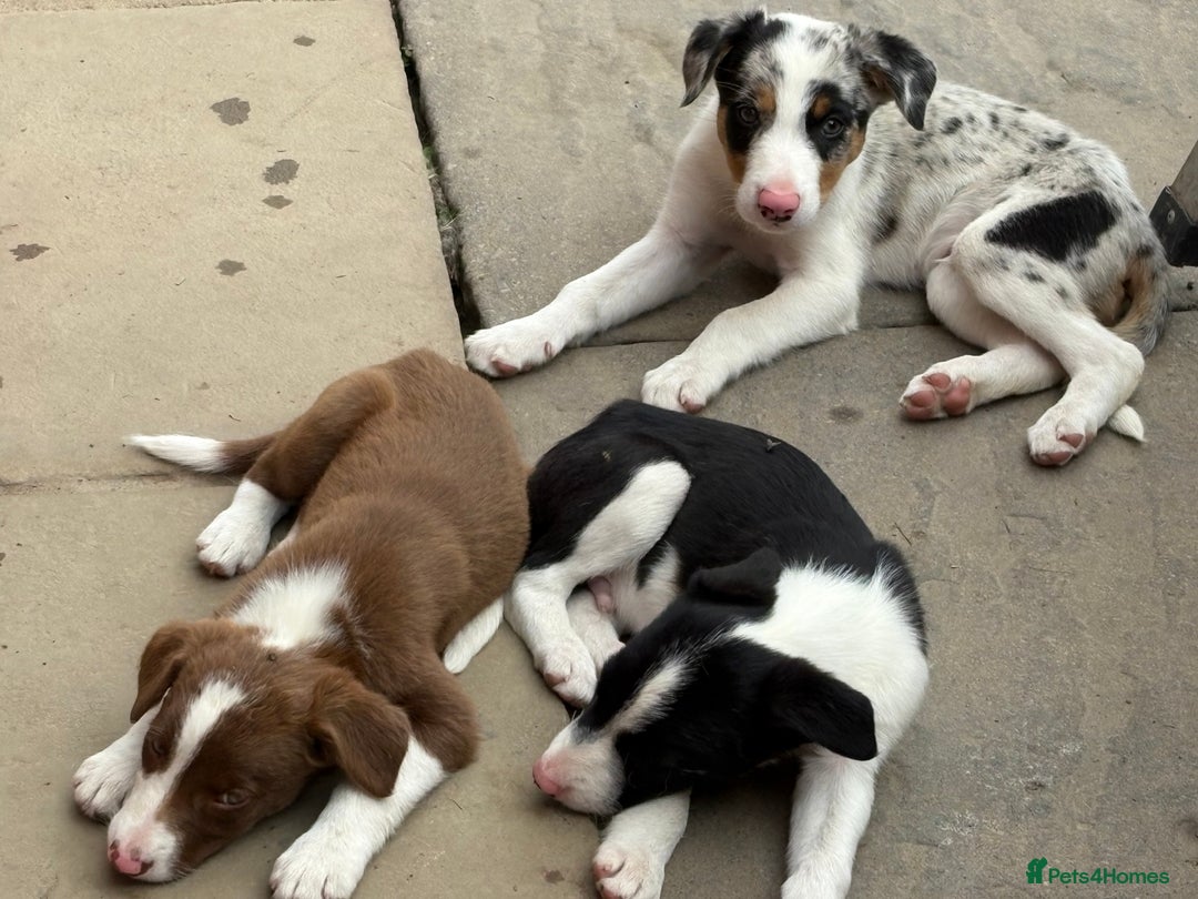 Border Collie dogs for sale: One Wonderful Boy Available - Image 9