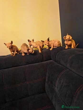 Sphynx cats Beautiful Pure Sphynx Kittens – Ready Now! - Advert 4