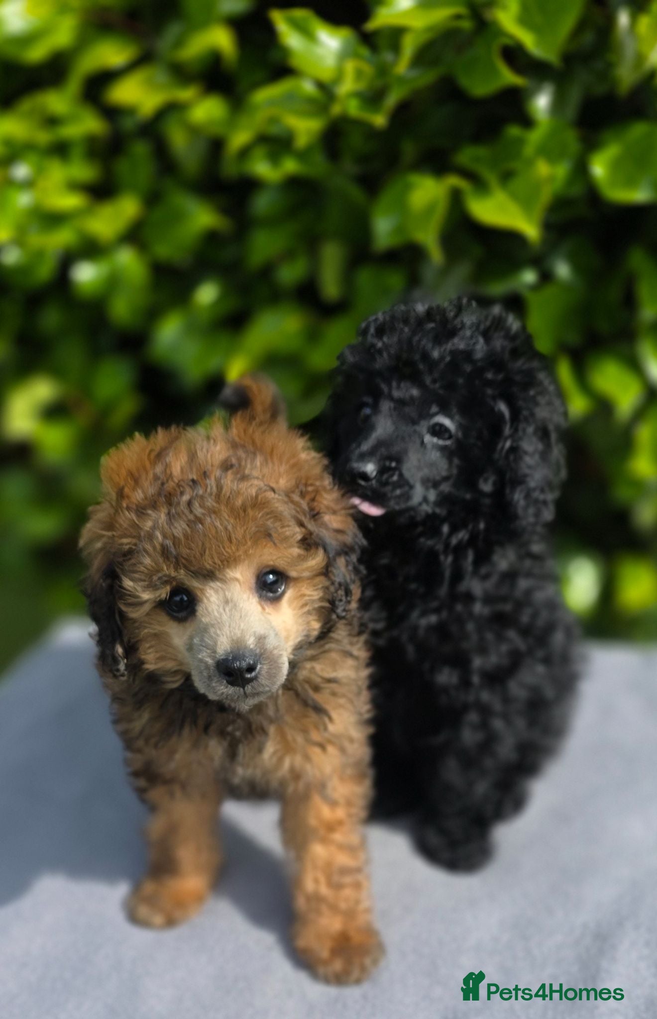 Toy Poodle dogs KC REGISTERED TOY POODLES FULLY HEALTH TESTED  - Advert 15