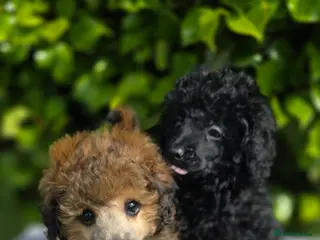 Toy Poodle dogs KC REGISTERED TOY POODLES FULLY HEALTH TESTED - Advert 15
