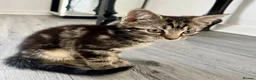 Mixed Breed cats for sale: Beautiful tabby boy 💛 - Advert 3