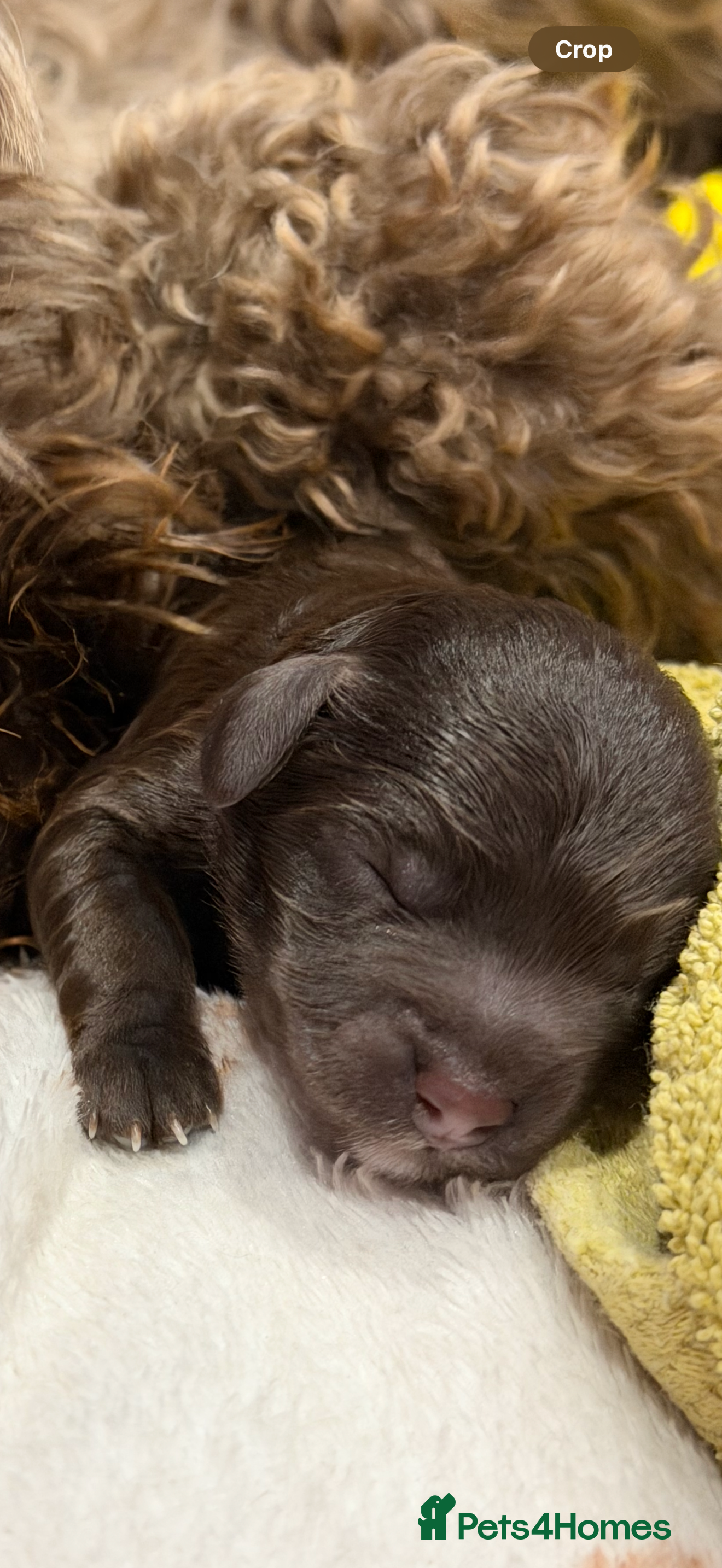 Cockapoo dogs Cockerpoo fb1 pups - Advert 12