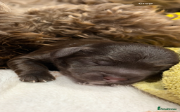 Cockapoo dogs for sale: Cockerpoo fb1 pups - Image 1