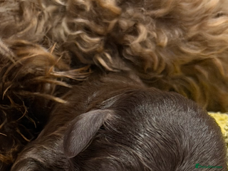 Cockapoo dogs - Advert 28