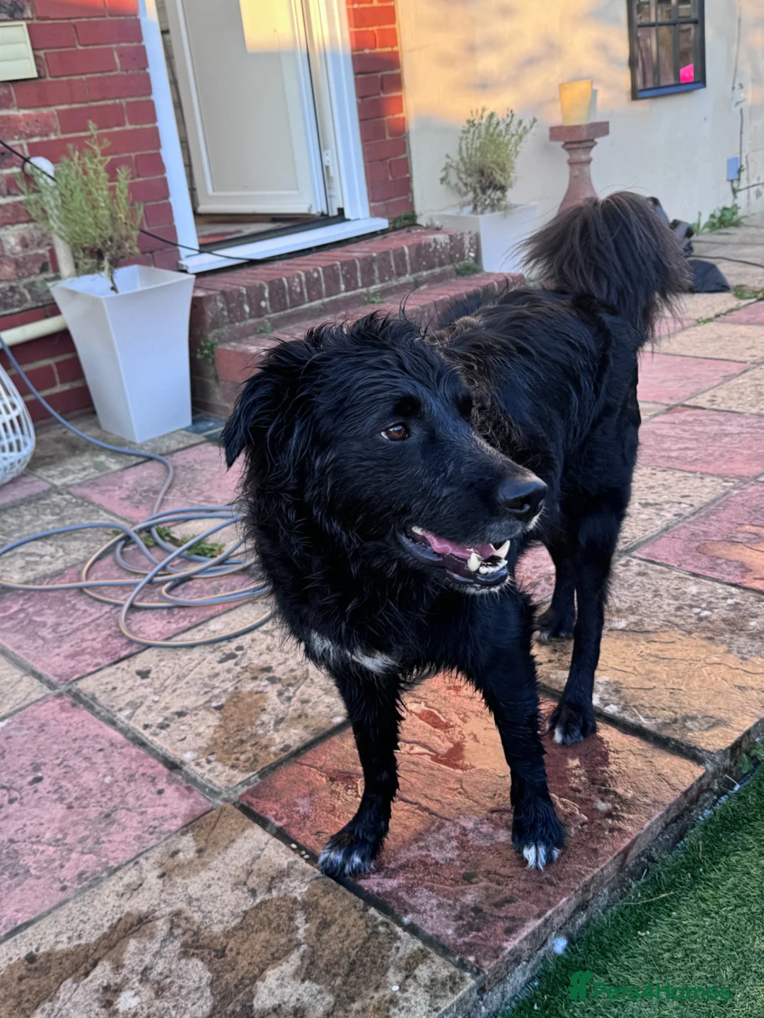 Mixed Breed dogs for sale: Handsome border collie mixed with golden retriever - Advert 2