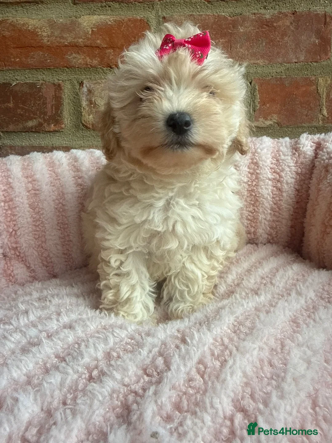 Maltipoo dogs for sale: 🧸 Adorable Maltipoo Puppies 🧸 - Advert 2