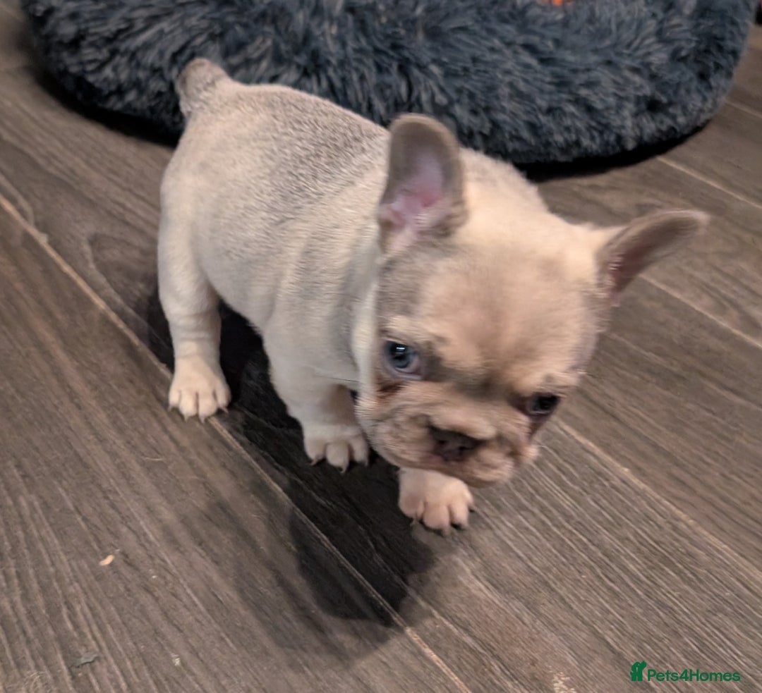 French Bulldog dogs for sale: Beautiful fawn male French Bulldog Puupy - Advert 6