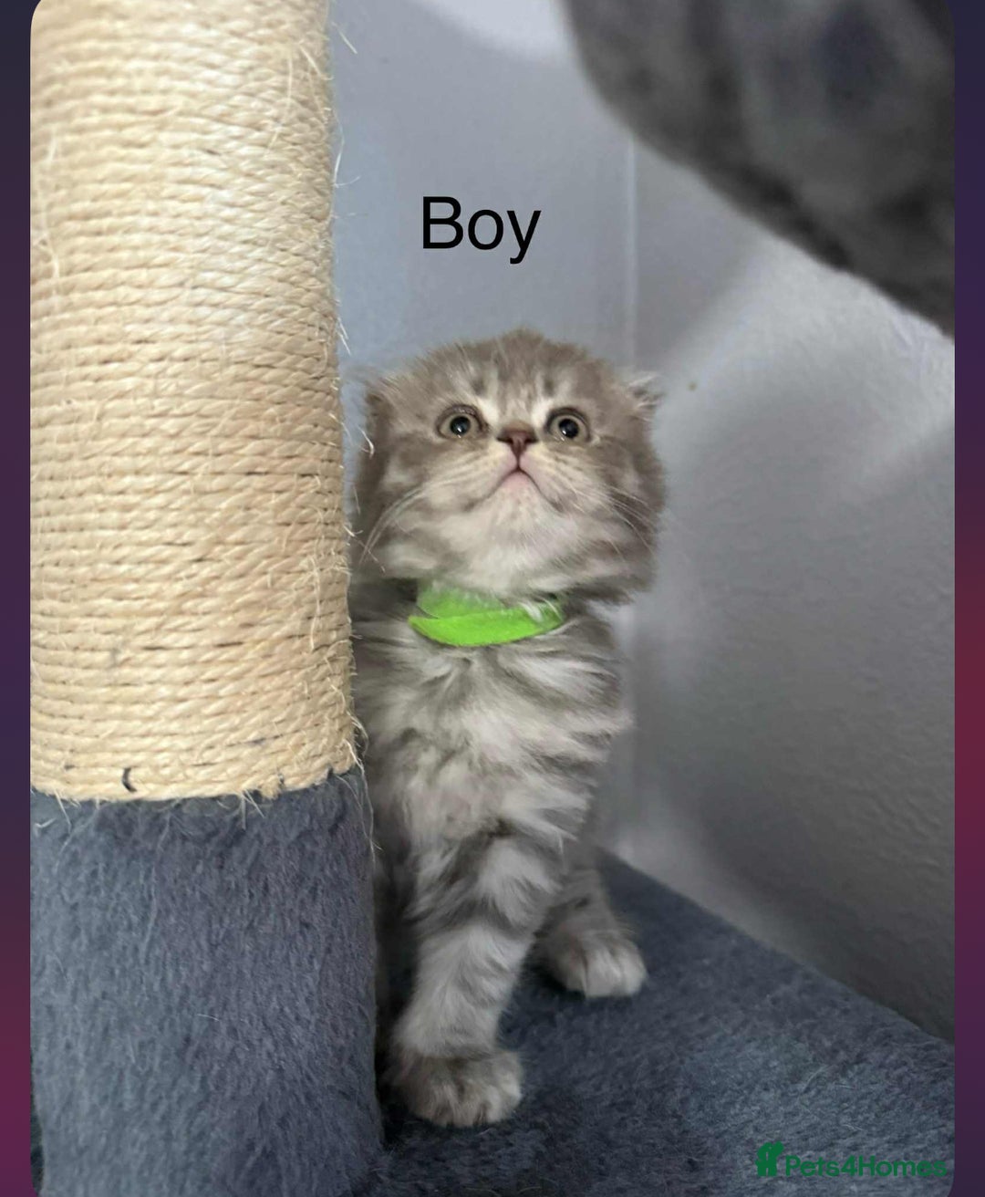 Scottish Fold cats for sale: scottish fold kittens  - Image 10