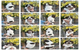 English Springer Spaniel dogs for sale: Beautiful litter of KC reg ESS - Image 2