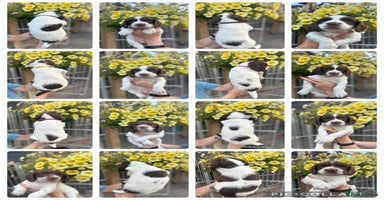 English Springer Spaniel dogs - Advert 1