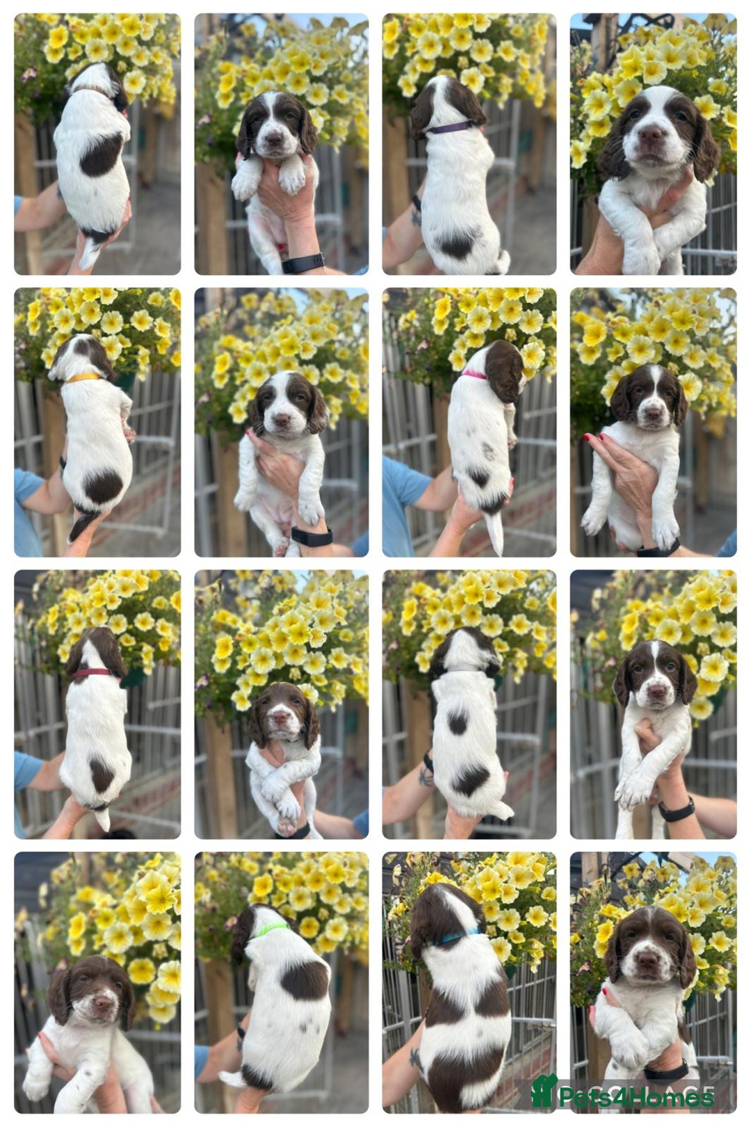 English Springer Spaniel dogs for sale: Beautiful litter of KC reg ESS - Image 2