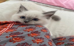 Ragdoll cats for sale: Friendliest Pedigree Ragdoll Kittens  - Image 3