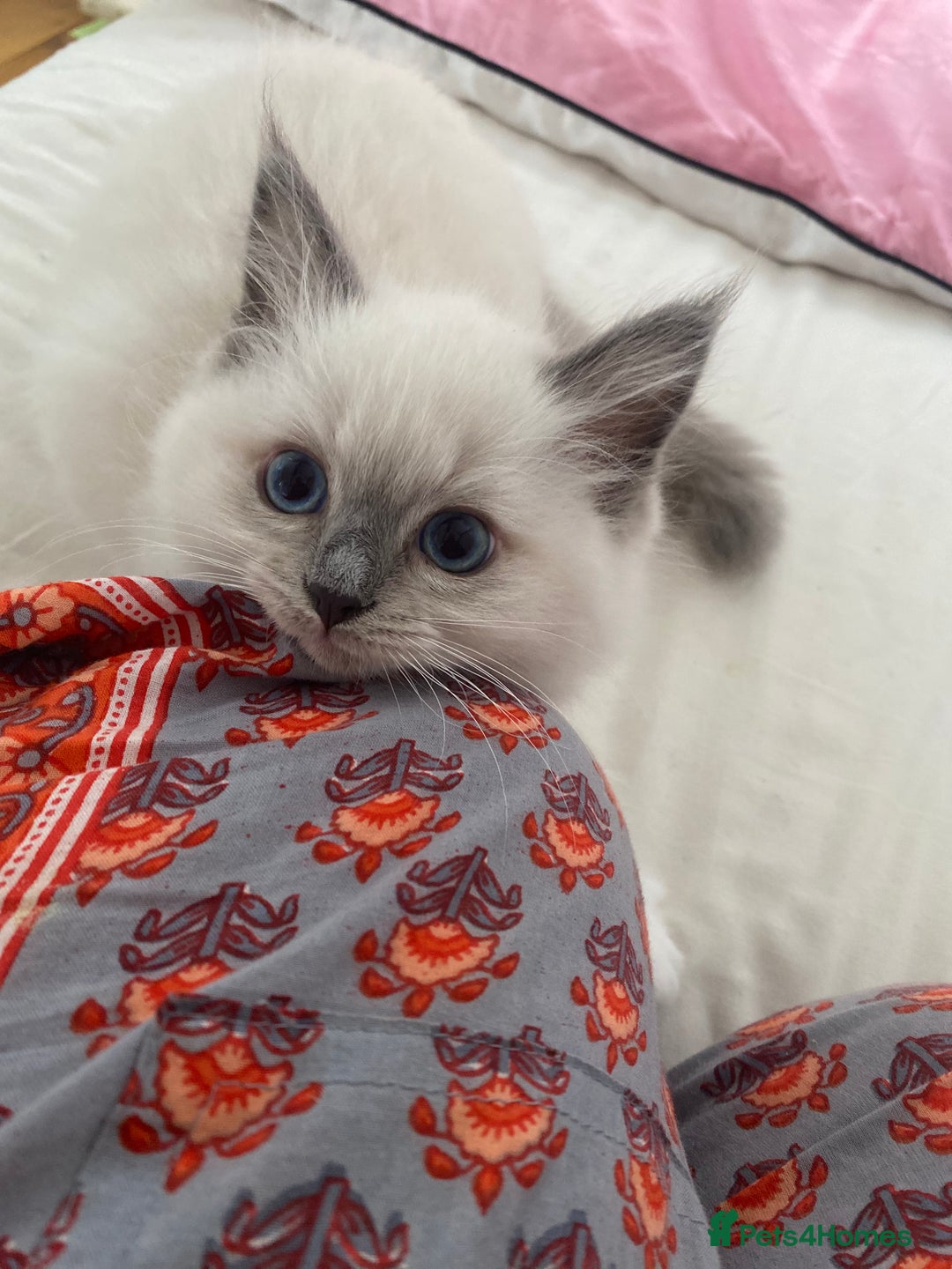 Ragdoll cats for sale: Friendliest Pedigree Ragdoll Kittens  - Image 3