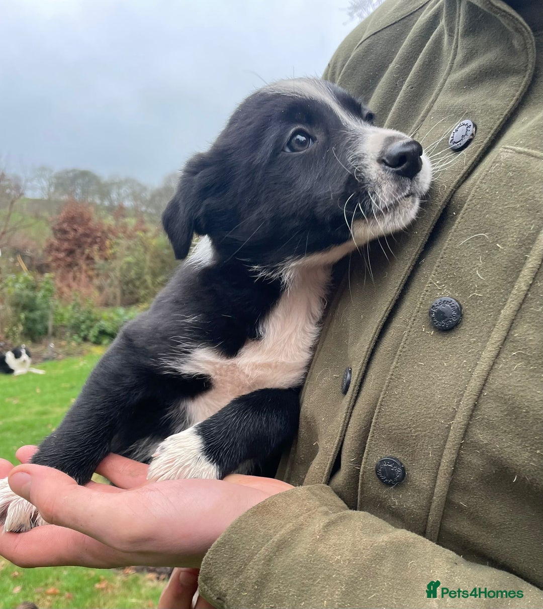Border Collie dogs for sale: 8 Border Collie Puppies - Advert 8