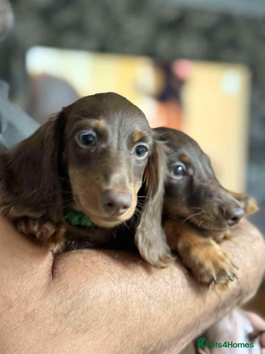 Miniature Dachshund dogs for sale: Last Longhaired miniature dachshund boy  - Image 4