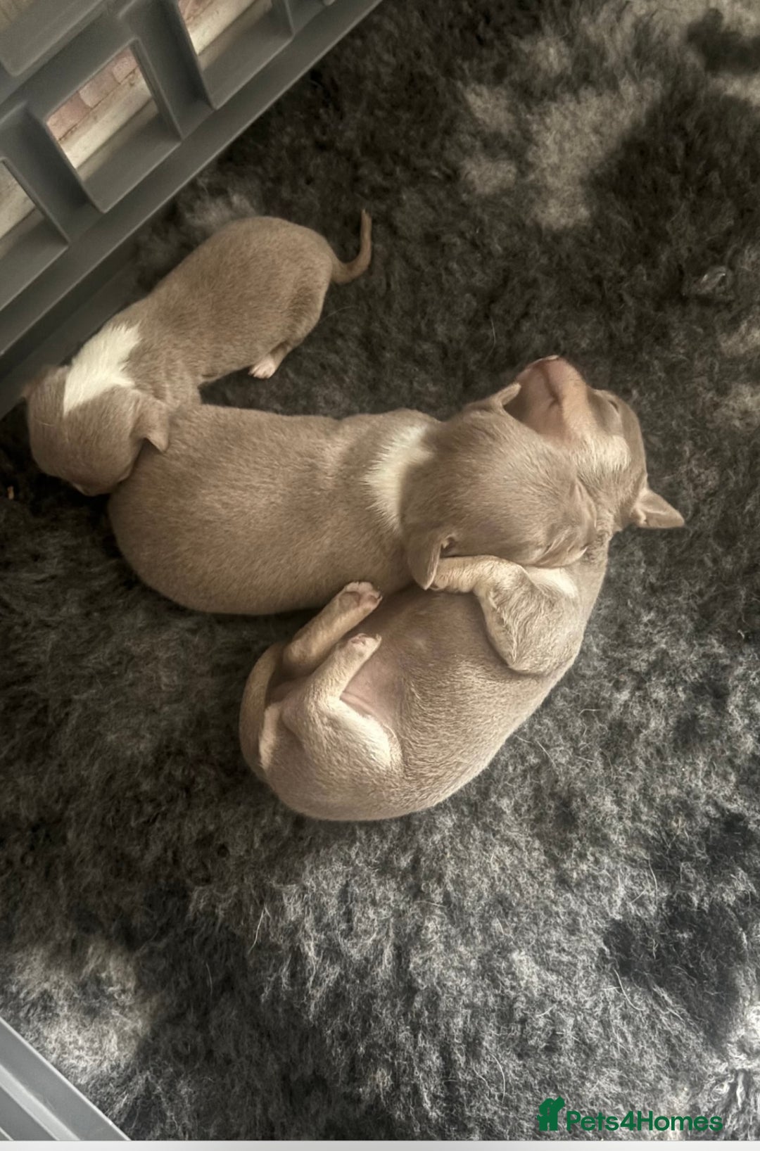 Chihuahua dogs for stud: Proven Lilac KC registered chihuahua for stud  in Liverpool - Image 26