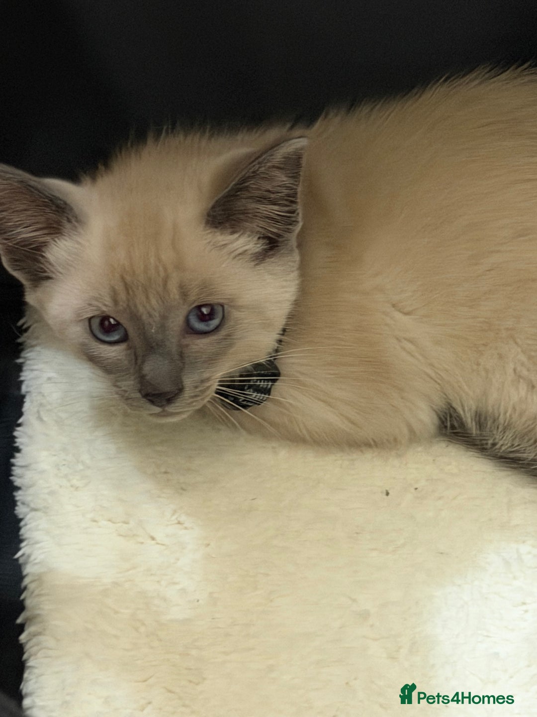 Burmese cats for sale: Beautiful Burmese - Advert 1