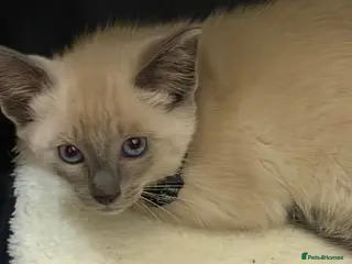 Burmese cats Beautiful Burmese - Advert 2