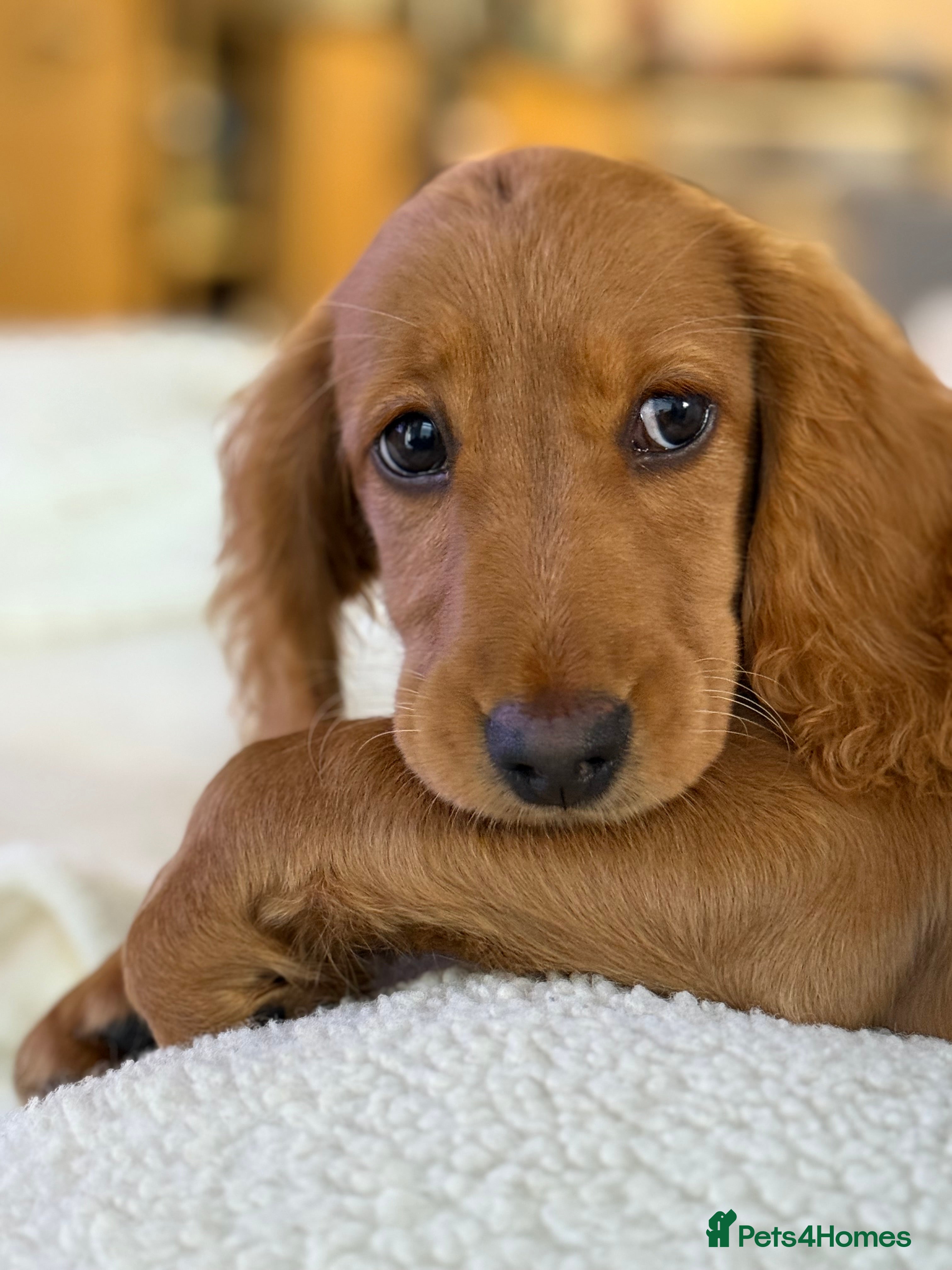 Dachshund dogs for sale: Dachshund female for sale  - Advert 4