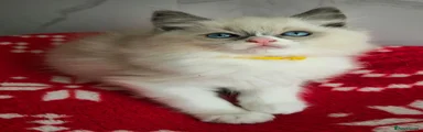 Ragdoll 4 yellow collar 💛 