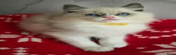Ragdoll cats for sale: CHAMPION FATHER. GCCF KITTENS  - Advert 6