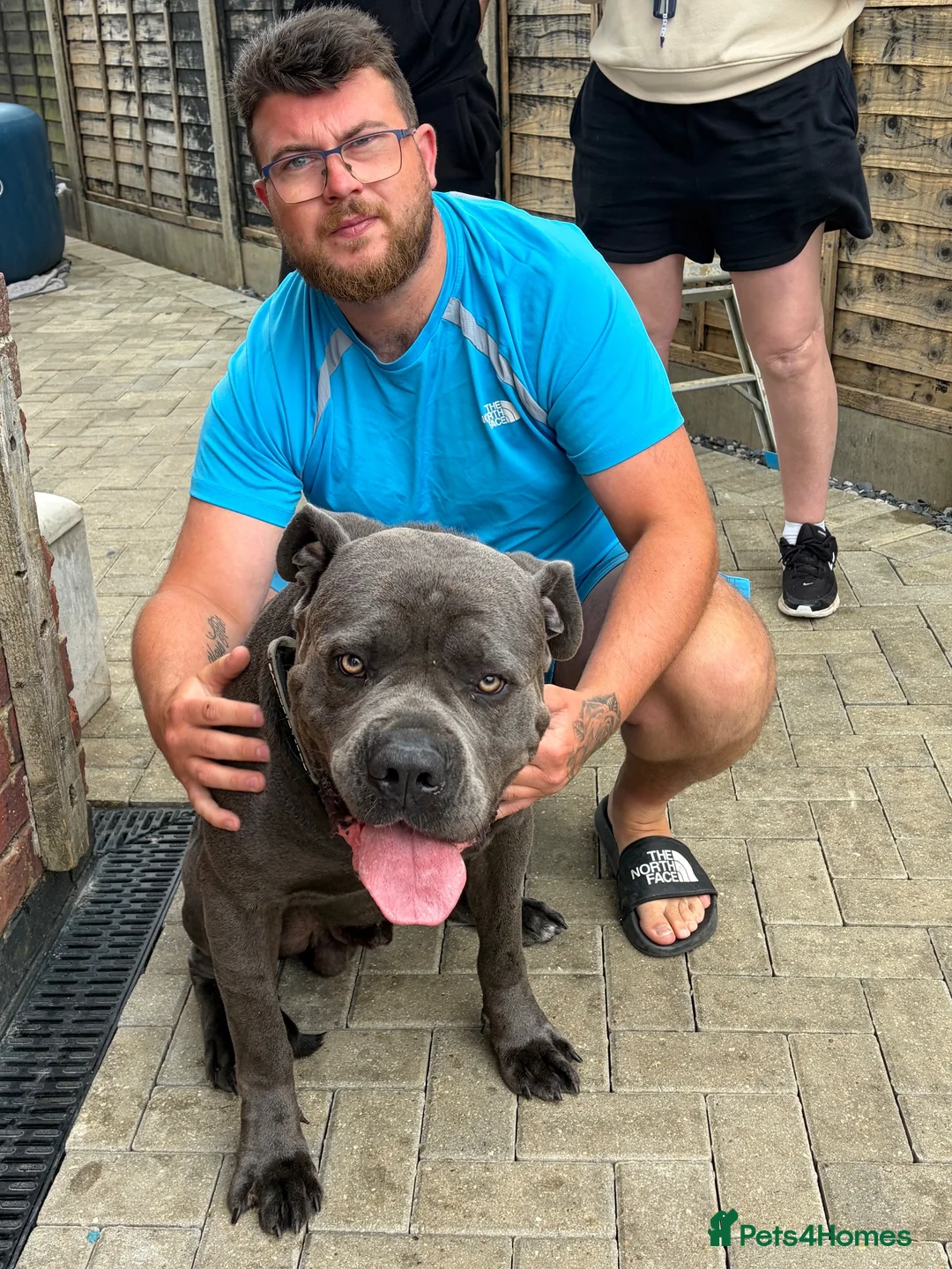 Cane Corso dogs for sale: 10 stunning purebred cane corso puppies  - Advert 20