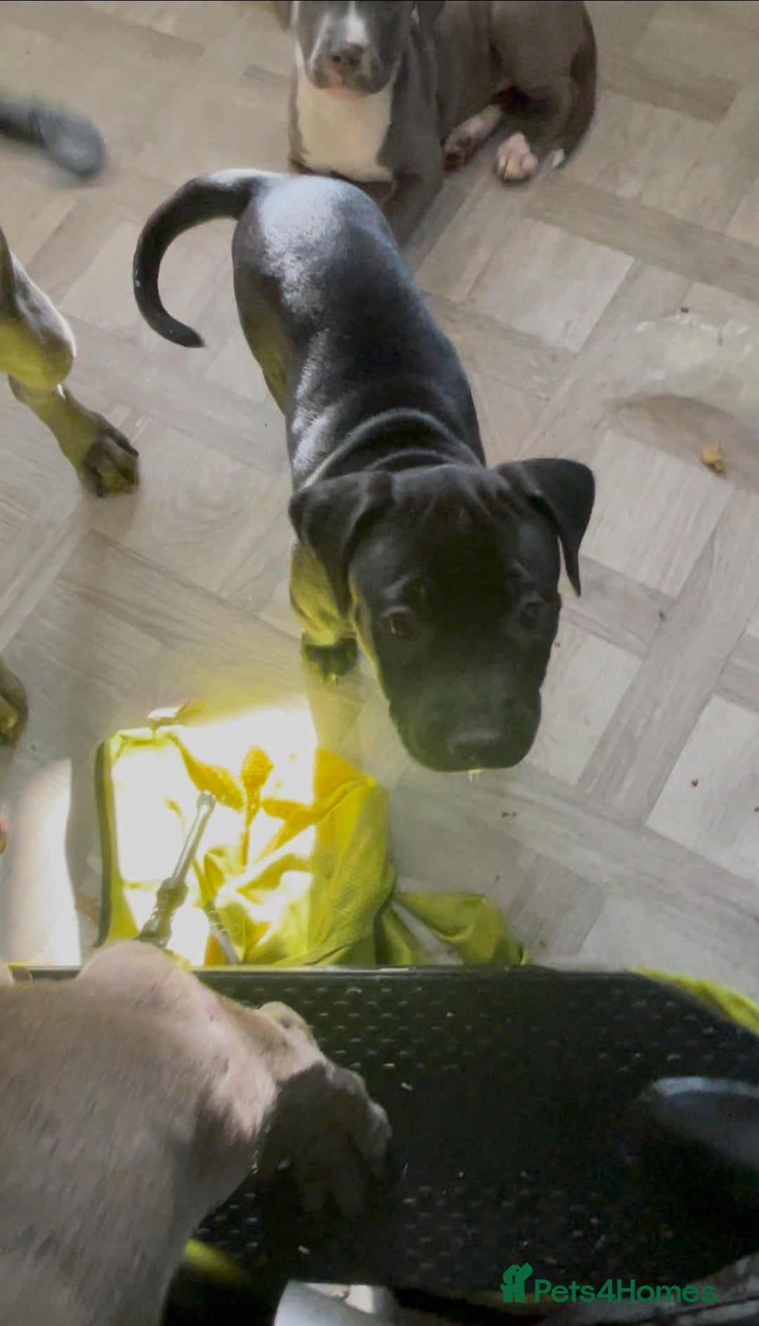 Staffordshire Bull Terrier dogs for sale: Original "old-time" black Staffy pups *rare* - Image 8