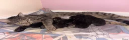 Mixed Breed cats for sale: Litter of 7 kittens  - Advert 15