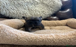 French Bulldog dogs for sale: French bulldog pups  - Advert 12