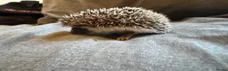 Pygmy Hedgehog rodents for sale: Baby Pygmy Hedgehogs for Sale - Advert 4