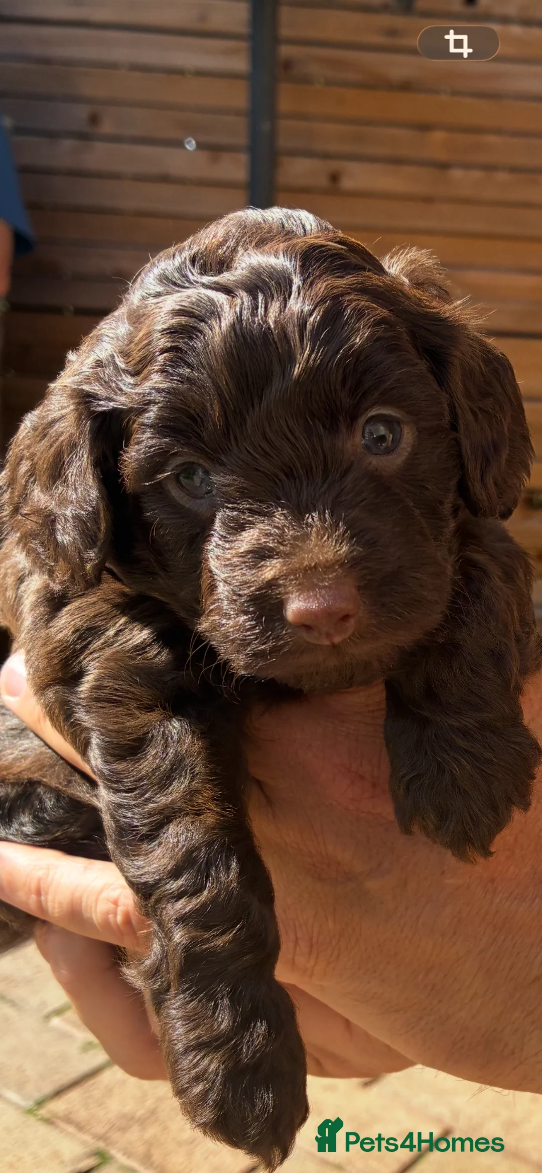 Cockapoo dogs for sale: 3 Female Gorgeous Cockapoos in Liverpool - Advert 2
