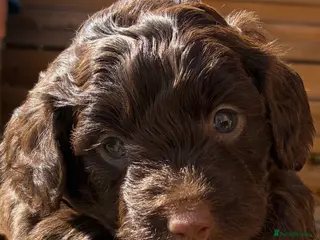 Cockapoo dogs 3 Female Gorgeous Cockapoos - Advert 1