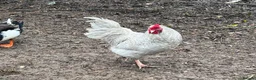 Chickens poultry for sale: Cockerel Light Sussex Wellsummer Lavender Araucana - Advert 3