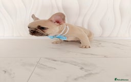 French Bulldog dogs for sale: Stunning platinum and lilac fawn boys and girls - Image 21