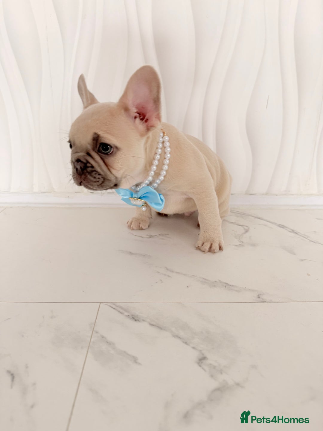 French Bulldog dogs for sale: Stunning platinum and lilac fawn boys and girls - Image 21