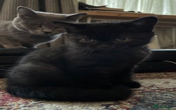 British Shorthair cats for sale: British shorthair blue - Image 2